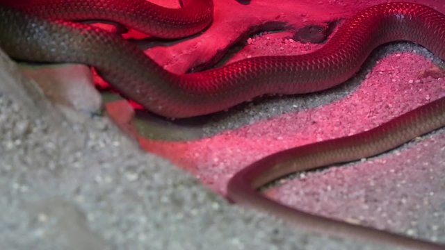 Snake under red light in terrarium