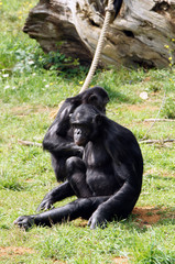 Fototapeta premium Bonobos