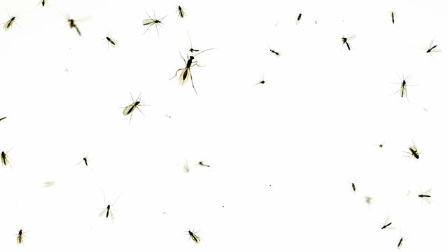 Crawling insects timelapse on totally white background