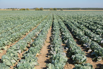 Cabbage field.
