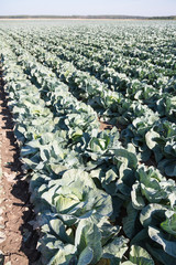 Fototapeta premium Cabbage field.