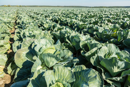 Cabbage field.