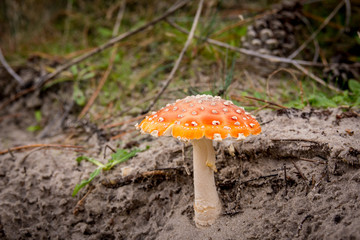 mushroom in the fall in the forest