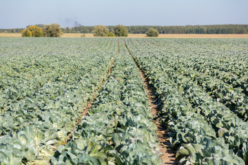 Cabbage field.
