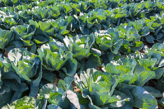 Cabbage field.