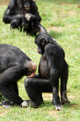 Bonobos en pleine action