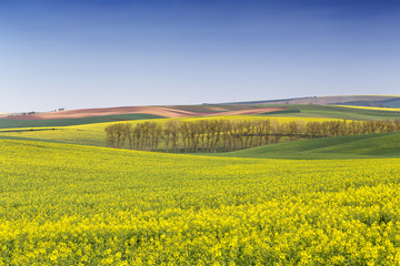 Rape field waves, South Moravia