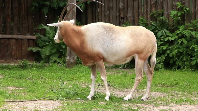 Oryx. Scimitar-horned oryx gazella