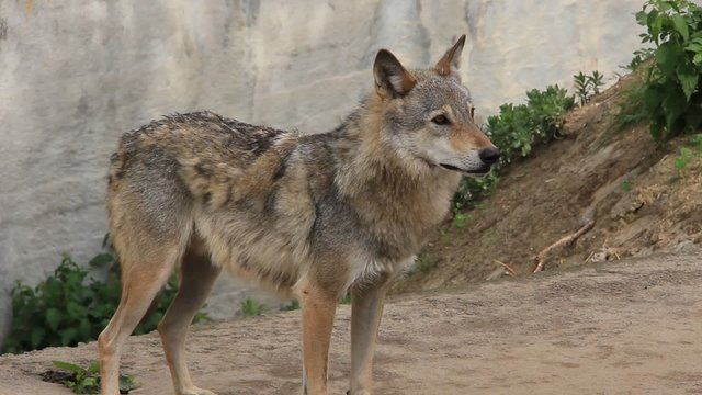 Wolf