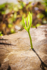 New tree growth up on dead tree as business concept can be success