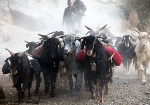 beautiful caravan of goats in western Nepal