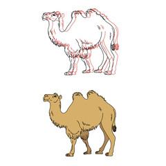 Vector image of a camel 