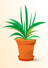 green Chlorophytum plant in a pot