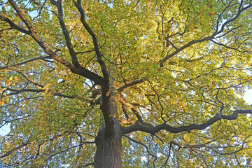 Golden oak tree at autumn season