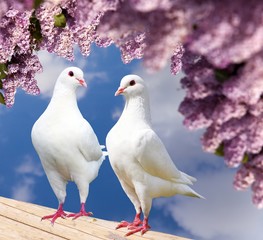 two white pigeons on perch with flowering lilac tree