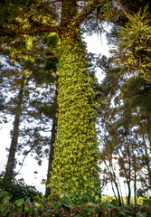 Fototapeta premium Leaf ivy climbing a tree.
