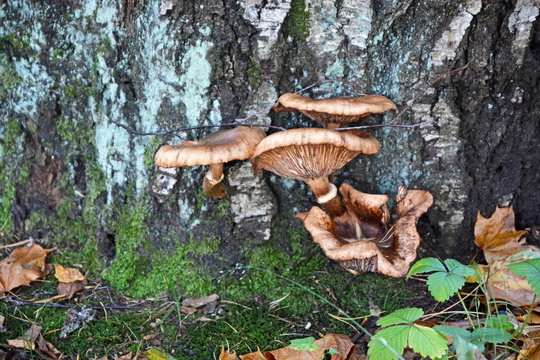 Honey agaric mushrooms at the autumn season