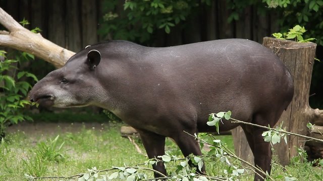 South american Tapir. Tapirus Terrestris