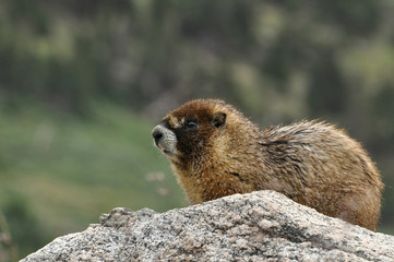 Golden Marmot acts as a sentry keeping watch on rocks above tree line in Colorado.