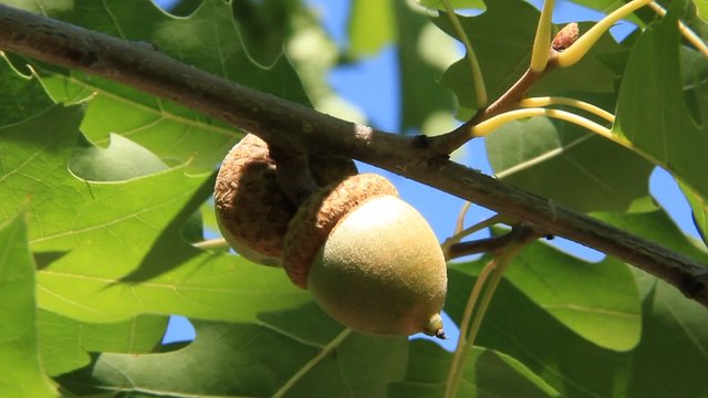 Oak tree