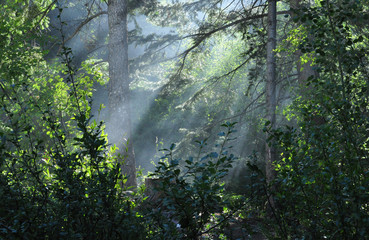 First Light rays in early morning forest
