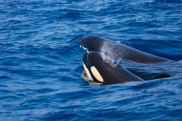 Naklejka premium Epaulard soufflant