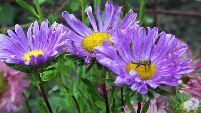 Worker bee on purple flowers