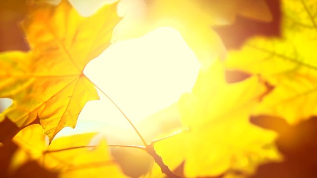 Autumn. Yellow blurred fall autumnal background