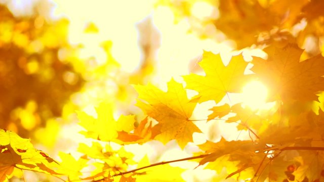 Autumn. Yellow blurred fall autumnal background