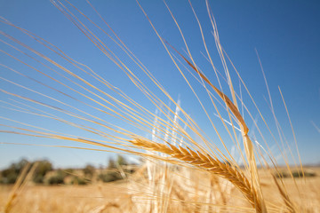 Fototapeta premium Golden Barley Ear in a field in deserted village of Ayios Sozome