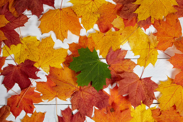 Maple leaves on a table