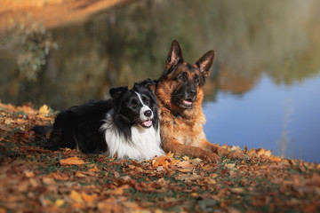 Dog breed Border Collie and German Shepherd walking in autumn park