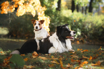 Dog breed Border Collie and Jack Russell Terrier walking in autumn park
