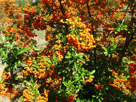 Oblepiha