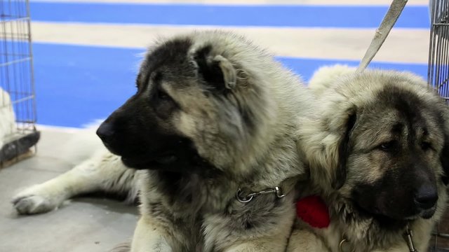 Caucasian shepherd dogs