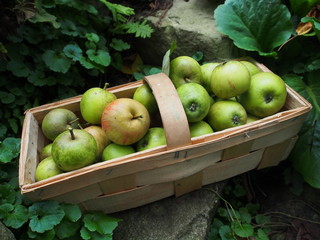 Korb mit frisch gepflückten Äpfeln