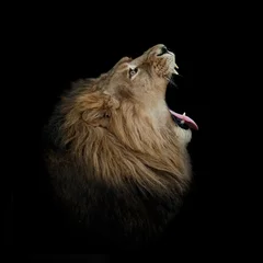 Poster Lion lion bâillant sur le profil noir