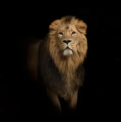 Poster de jardin Lion portrait de lion sur fond noir