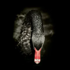 Foto op Plexiglas Zwaan Zwarte zwaan op zwarte achtergrond. Vierkant formaat