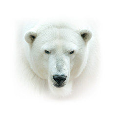 polar bear head isolated on white background. High key