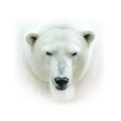 Peel and stick wallpaper Icebear polar bear head isolated on white background. High key