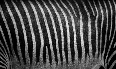 zebra stripes closeup texture. Monochrome