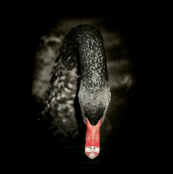 Black swan on black background. Square format