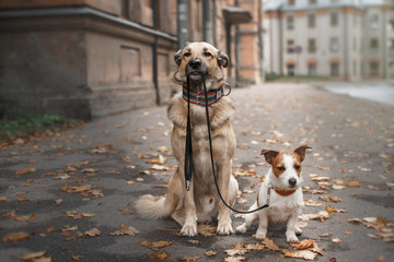 Gemengd rashond en Jack Russell Terrier wandelen in het herfstpark