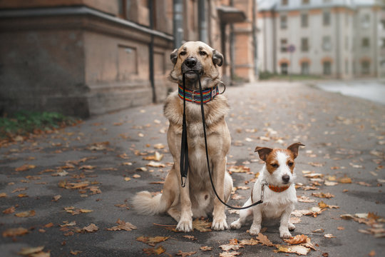 Mixed breed dog  and Jack Russell Terrier walking in autumn park