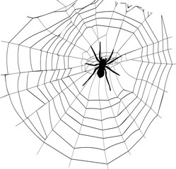 spider and spider web