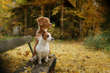 Dog breed Nova Scotia Duck Tolling Retriever and Jack Russell Terrier walking in autumn park