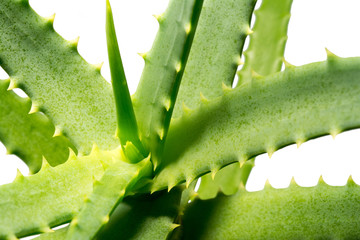 Aloe plant green close-up macro isolated on a white background