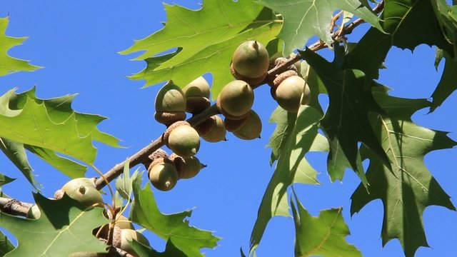 Acorns