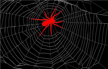 spider and spider web